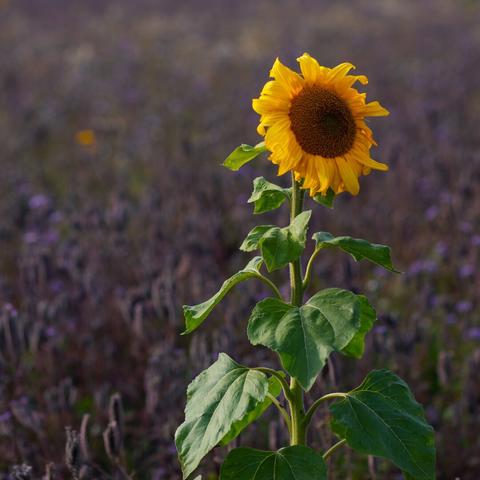 Closeup photo of a sunflower