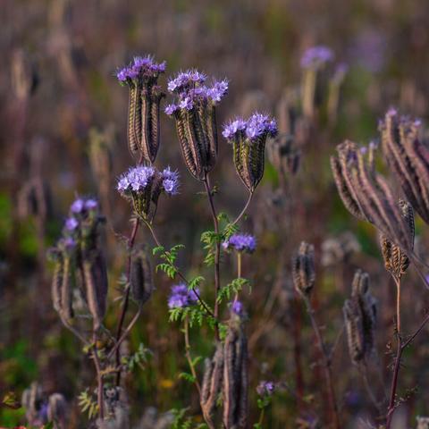 Closeup photo of purple meadow flowers