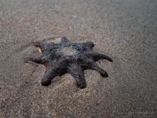 A Carpet Sea Star, Meridiastra calcar, on the sand at low tide.