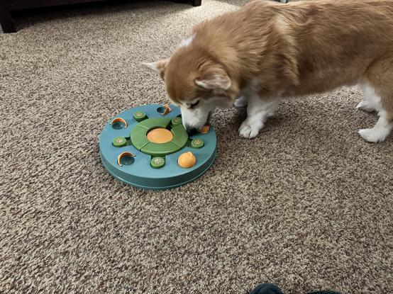 A corgi is emptying a circular dog puzzle toy placed on a carpet. The toy features multiple compartments designed for hiding treats.