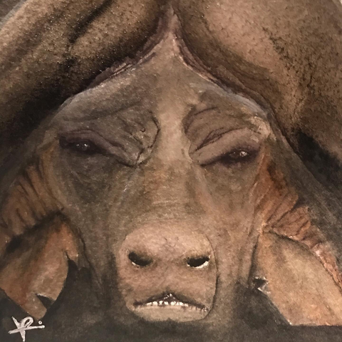 Watercolor close up illustration of a buffalo