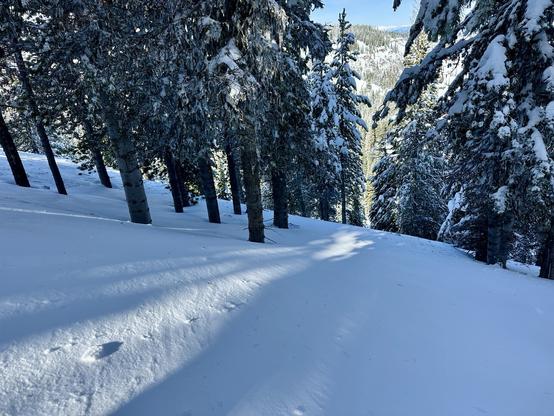 A snowy forest scene with tall evergreen trees. The ground is covered in fresh, untouched snow, and soft shadows are cast across the surface. The landscape leads into a distant view of rolling hills and trees.