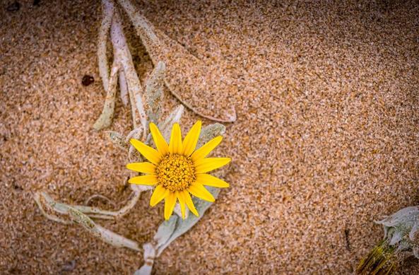 The image shows a yellow flower with a daisy-like appearance on sandy ground. There are some greenish leaves visible around the flower. The scene appears to be a close-up, highlighting the vibrant color of the flower against the sand.