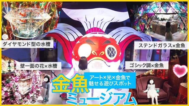 金魚×アート×ステンドガラス×光の色鮮やかな演出を楽しめる「金魚ミュージアム」。金魚すくいやヨーヨー釣り、トリックアートなど子供が楽しめる遊びもあり、内容が濃くコスパの高い奈良県の遊び場スポットでした