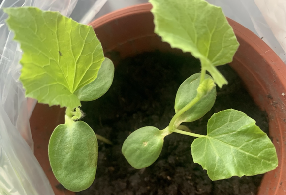 Melonen „Petit des Rennes“.