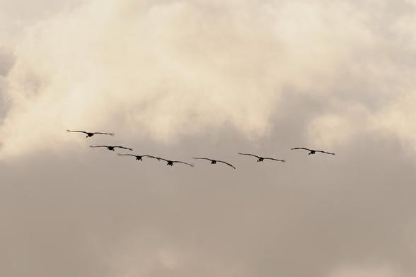 A formation of cranes soars through the sky, their silhouettes sharply defined against a backdrop of soft, billowing clouds. Their wings are outstretched, each bird maintaining a steady rhythm as they navigate the open air. The muted tones of the sky add a sense of tranquility and vastness, emphasizing the elegance of their flight.