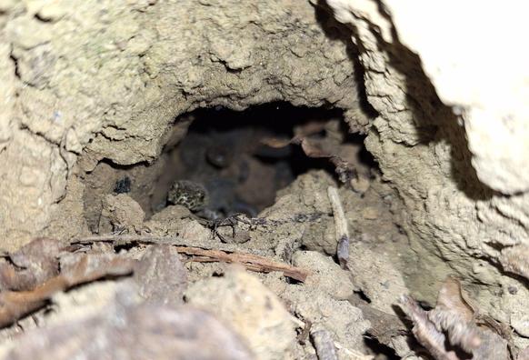 A hole in the earth with the head of a salamander peeping out, barely visible as they blend in with the colour of the soil.