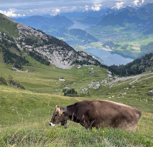 Cow in grassy field above valley