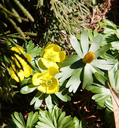 gelbe Winterlinge, zum Teil aufgeblüht oder mit noch geschlossener Blüte
