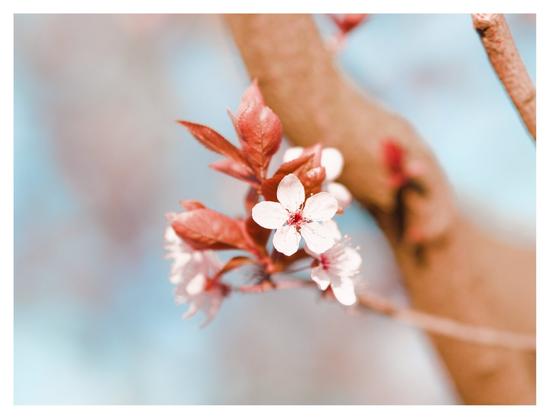 A close-up photo of a flowering tree branch with delicate white blossoms and soft pink accents against a blurred background, evoking the gentle beauty of springtime.