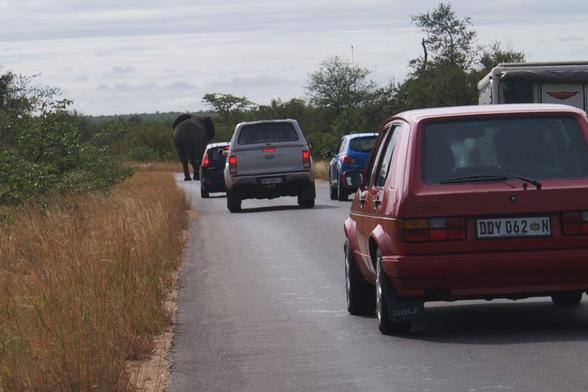 Traffic Jam:
Several vehicles are stopped or moving slowly as an elephant walks along the road. Lush greenery and tall grass are visible on both sides. The sky is overcast.
