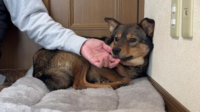 我が家に来て２ヶ月経過…震えて怯えていた保護犬現在の１日ルーティーンがこちら