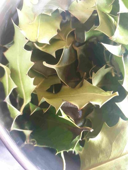 Feuilles de houx épineuses séchées