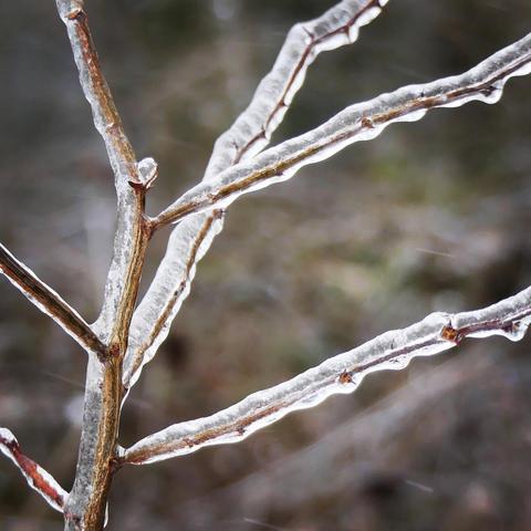 Nahaufnahme eines Astes, der mit Eis bedeckt ist. Die Äste sind braun und dünn, und das Eis bildet eine glatte, durchsichtige Schicht um sie herum. Im Hintergrund ist ein verschwommener Wald zu sehen. Es scheint, als ob es gerade gefroren hat oder ein Eisregen war.