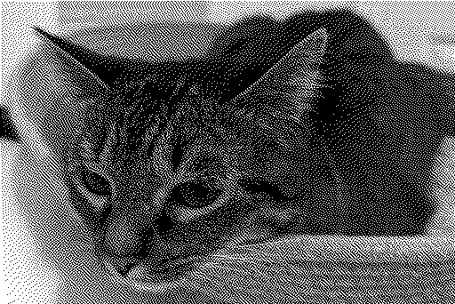 A recent photo (taken 2025-03-05) of my floof-daughter Mira, cropped to 256:171 (A rounding error from 3:2), scaled down to 512x342, converted to grayscale and dithered to monochrome using the (Bill) Atkinson dithering algorithm using a utility called didder (https://github.com/makew0rld/didder/)
