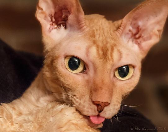 An orange cat with curly short fur and big yellow eyes is looking to the side of the camera, sticking his pink tongue out. His nose is brick coloured. Only his head and neck are in the frame.
