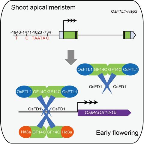 Diagram representing the mechanism within the apical meristem, by which OsFTL1 interacts with GF14c and OsFD1 to form the Florigen activation complex (FAC), promoting flowering.  Overexpression of OsFTL1 leads to early flowering, even without essential florigens Hd3a and RFT1.
