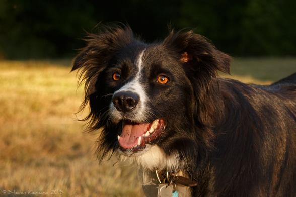 A late evening light gives a lovely glow to this scene and the eyes of the dog in the photo. A black and white border collie with freckles on her nose and a very intense stare is staring off to the left of the camera, waiting for her ball to be thrown. Her ears are half erect. She is standing in a field of yellowish brown grass lit by the evening sun.