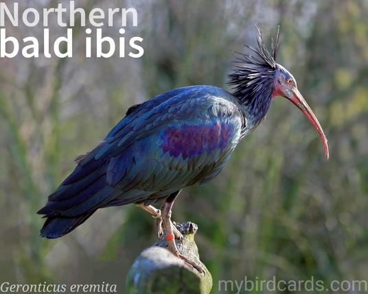 🌍 Northern bald ibis (Geronticus eremita)

The northern bald ibis, hermit ibis, or Waldrapp is an endangered, migratory Old World ibis with only around 700 remaining in the wild, primarily in Morocco. It has glossy black plumage, a bald head and face, and a long, curved red bill. These social birds nest in colonies on cliffs and forage in flocks. They feed on insects, small reptiles, and amphibians, using their long bill to probe the ground.

Conservation status: Endangered (IUCN 3.1)

📷: Photo by depaulus via Pixabay 

WVIR