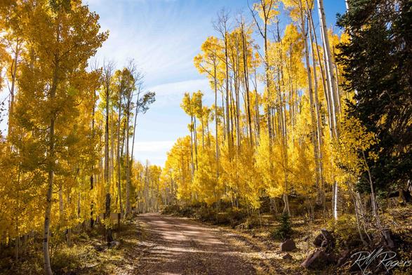 Aspen trees along a mountain road have turned golden during late fall in the high desert country of southern Utah.