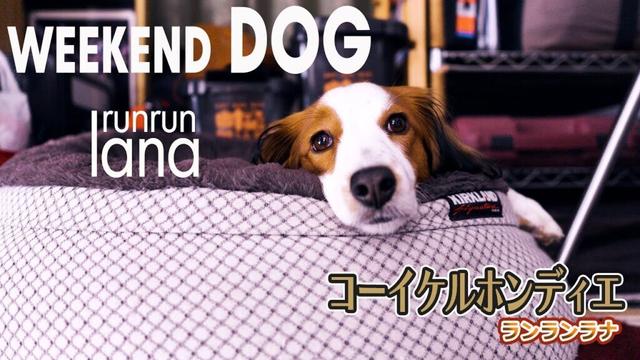 #134  コーイケルホンディエの週末　天然記念物の野焼きがみれるドックランへいってみたり、家でマッタリしてみたりの巻