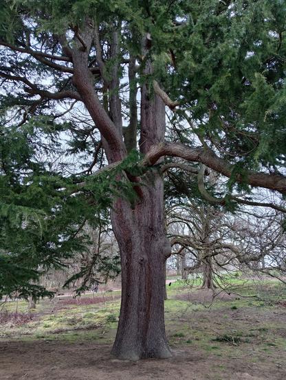 Large, old tree taken with standard focus.