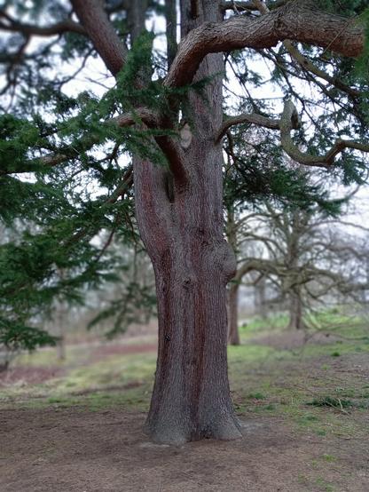Large, old tree taken with 'apeture mode' to create selective focus.