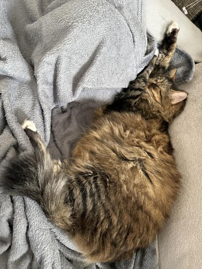 A long haired tabby, sleeping on a blanket with stretched out paws.