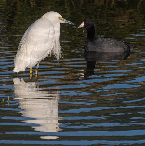 A Snowy Egret, a medium sized tall white bird with long legs (yellow at the back) and a long bill, but with its long neck curled down, standing in water, meets an American Coot, a medium sized, rotund black waterbird with an ivory bill and red eyes.  They are both in profile, bills meeting in the top half of the frame, and reflections in the rippled water in the lower half.  The Coot is a little further away from the camera - their reflected bills are not meeting.