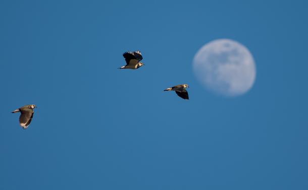 Trois vanneaux huppés (limicoles noirs et blancs avec de larges ailes, une petite tête et un petit bec pointu) en vol. Ils ont l'air d'arriver sur la Lune qui apparaît dans le ciel bleu.