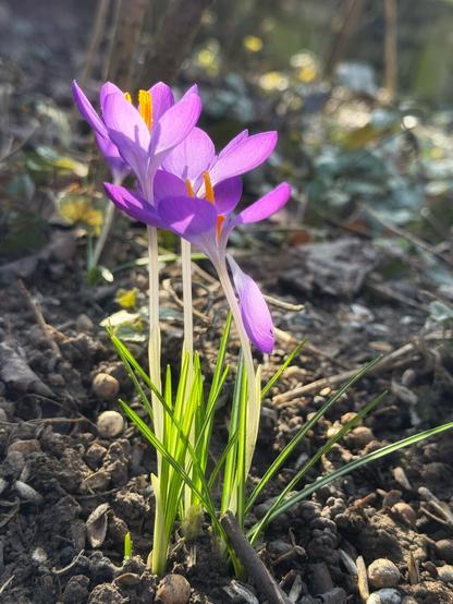 Crocus
