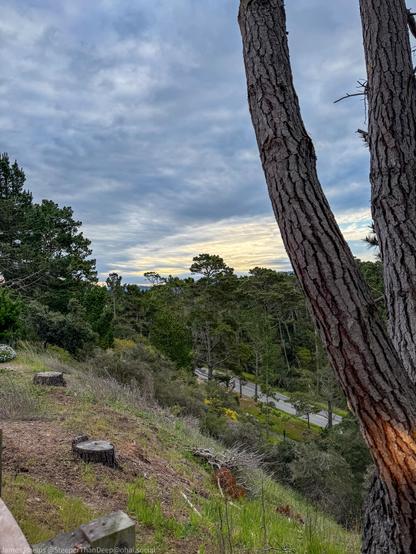 The image shows a hillside landscape with pine trees framing the view. In the foreground are tree trunks with distinctive bark patterns and some tree stumps on a grassy slope. Below, there’s a road winding through a forested area. The sky is cloudy with some golden light breaking through at the horizon, suggesting either sunset or sunrise. The scene has a tranquil, natural beauty with the mix of open hillside and dense forest.