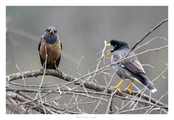 Two myna birds are perched on a tangle of bare, thorny branches. The bird on the left is brown with a black head and yellow beak, facing the viewer directly. The bird on the right is gray with a black head, a small crest, and a yellow beak, facing right and slightly turned away. Both birds have yellow legs. The background is a soft, blurred gray.