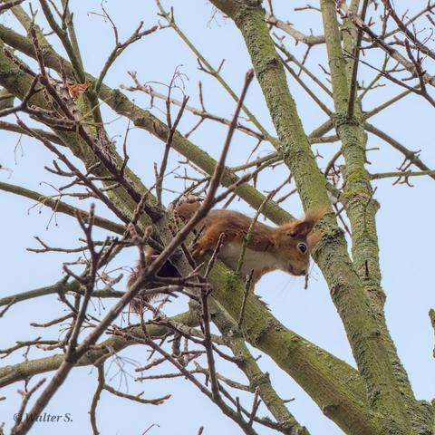 A brown squirrel in a leafless tree looking down
