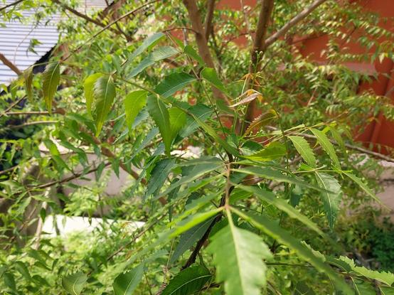 An attempt at a closeup of a branch of the neem tree (Azadirachta indica) full of young green leaves, delicate budding leaves a broody coppery red in colour with a yellow-green undertone, and minute stems of white flower buds. In the blurry background of partial views, there's a neighbouring house painted brick red with pale pink boundary wall, a parking lot with a corrugated iron roof, and a brightly flowering curry leaf tree (Bergera koenigii) in my garden.