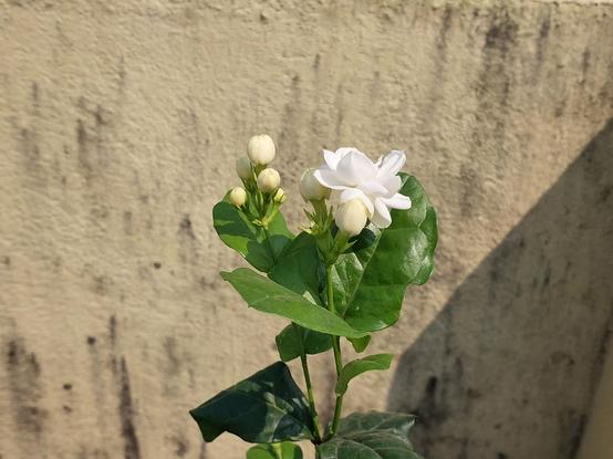 Closeup of a young and newly planted jasmine tree (Jasminium sambac), with long stems, big glossy green leaves, and two sprays of creamy yellow-white buds (they remind me of white chocolate). One bud, the centre in the photo, has opened into a rotund and bright white flower. Again, not pictured: the dizzying sweet fragrance of the open flower.