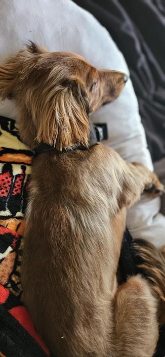 shaded red mini dachshund laying on his side looking out the window wearing a purple dice collar, laying on a white pillow