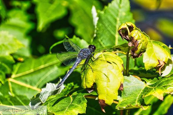 A slate blue dragonfly with black eyes.