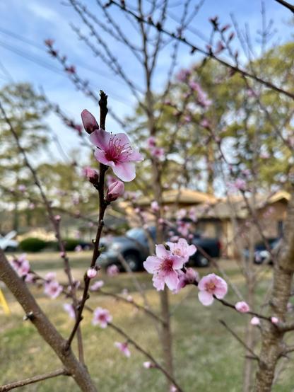Another close up of peach blossoms.