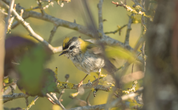 Un roitelet triple-bandeau (petit passereau avec un corps clair et une tête marquée de noire et de jaune) avec les plumes mouillées, sur une branche