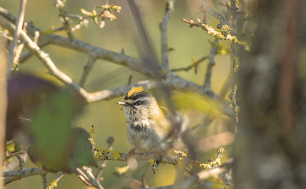 Le petit roitelet dans les branches. Il est un peu éclairé par le soleil.