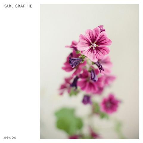 Der Karlender 2024 beginnt mit eine Death of Field das sich gewaschen hat. Als Motiv dient eine Malva sylvestris auf unserem Balkon. Die extreme Schärfe macht aus der Blüte ein Feuerwerk für die Fokussierungskraft der Linsen. Etwas Entspannung zwischendurch.