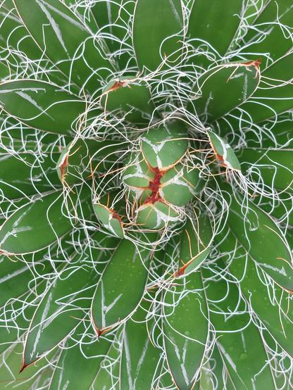 Ausfblick auf das Innere einer grünen Succulente, deren Blätter von trockenen weißen Fasern eingerahmt werden