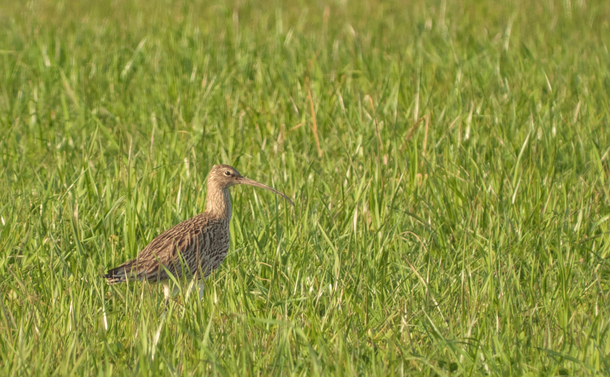 Un coulis cendré (oiseau limicole, avec un corps relativement allongé au plumage marron clair strié de sombres, un cou moyen et un long bec fin et courbé) dans les hautes herbes bien vertes d'un champ.