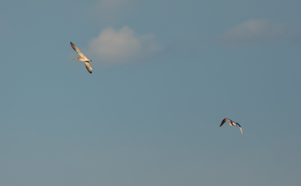 Un couple de courlis cendrés en vol. Ils ont une forme un peu plus tassée avec de larges ailes blanches sur le dessous, comme pour leur ventre.