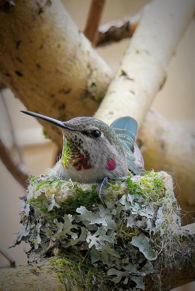 Calpt Anna or "Colibri d'Anna" who lives west of the North American continent, but mainly stays in California during the breeding season.