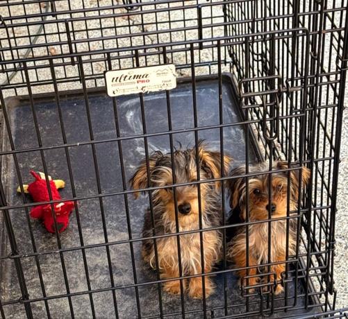 Color Photo; Two small Yorkie mix  dogs inside a wire crate. The lighting is bright and even, suggesting it's daytime.

The Dogs: Two small, fluffy dogs are the central focus. They are both Yorkshire Terrier-type dogs, with long, tan and gray fur. They are sitting side-by-side in the center of the crate, facing the camera. Their expressions are somewhat neutral perhaps a bit pissed off to be in a crate.

The Crate: The dogs are contained within a black wire crate. The crate is made of thin metal bars arranged in a grid pattern, creating squares. The bars are relatively close together, indicating it's a small crate suitable for small dogs. 

Additional Details: * A small, red, plush stuffed  toy is visible on the left side of the crate, near the dogs. 

The crate is sitting on what appears to be a concrete surface outdoors. The background is an outdoor setting with a light-colored surface.

Overall: The image captures a moment of two small dogs in their crate.