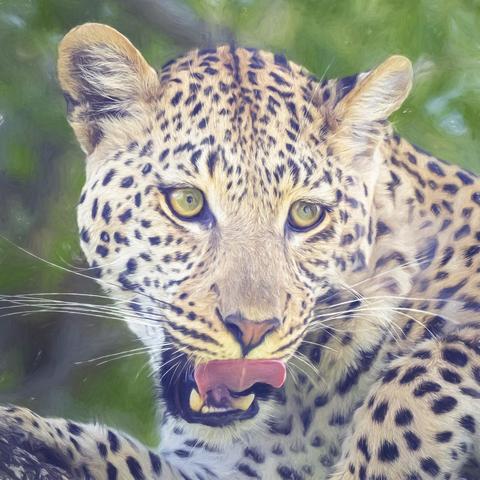 Artistic portrait of a leopard high in a tree, photographed in Botswana Africa. 

#leopard #bigcat #feline #botswana #africa #safari #artistic #wildlife #wildlifephotography #portrait #animal #nature #painterly #spotted #AYearForArt #buyIntoArt #giftideas #wallart #artforsale @joancarroll

https://joan-carroll.pixels.com/featured/leopard-portrait-botswana-africa-artistic-joan-carroll.html