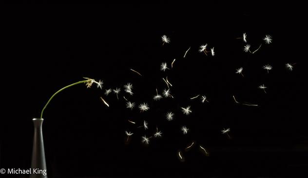 Seeds of a dandelion blowing from the stalk