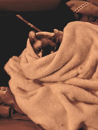 Elf cat bundled up in burrito blanket